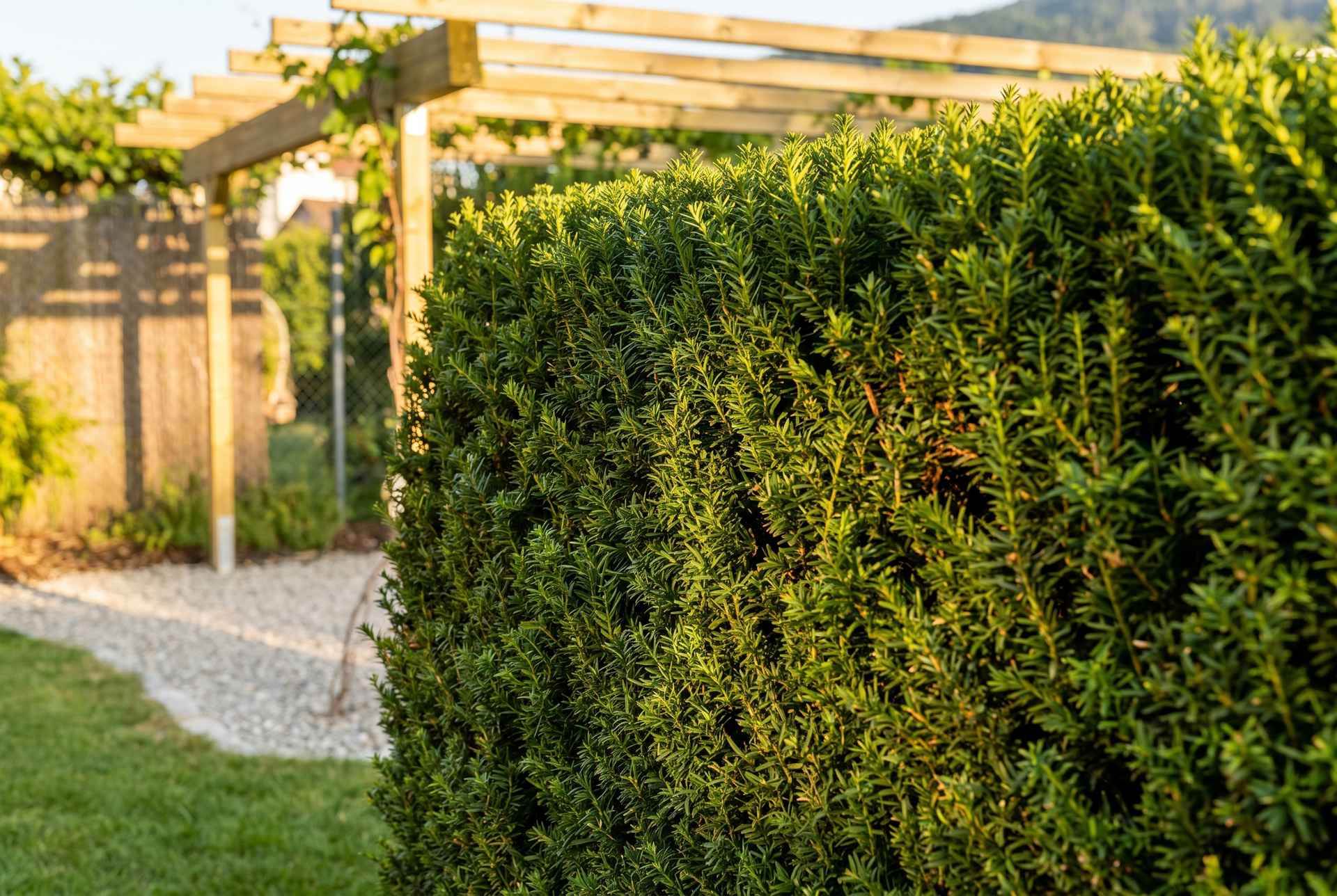 Dichte geschnittene Hecke als grüner Sichtschutz im Garten